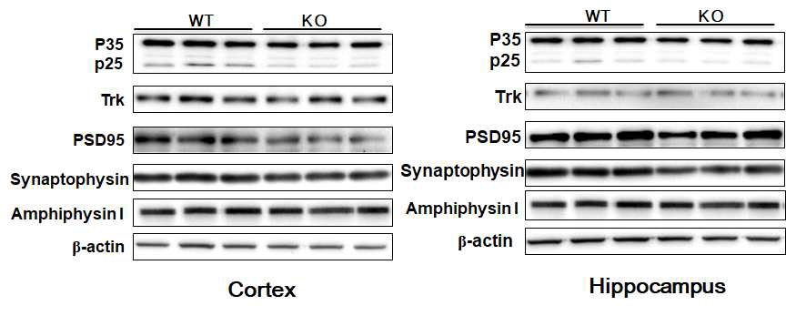 대뇌피질과 해마에서 시냅스 가소성에 관여하는 단백질의 발현 변화를 관찰한 결과 P35/P25, TRK, PSD95, Synaptophysin의 발현이 저해됨을 관찰하였음