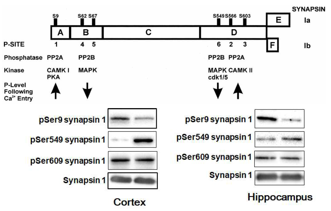 위에서 CLC-4에 의해 CDK5의 발현이 저해되었는데 CDK5의 타깃단백질로 SYNAPSIN 의 인산화를 인산화 부위별로 확인한 결과 신경전달물질의 분비에 관여하는 Ser9 synapsin의 인산화가 대뇌피질과 해마에서 현저하게 감소하였으며 CDK5나 CDK1에 의해 인산화가 증가하는 Ser549의 인산화는 오히려 증가하였고 Ser609의 인산화는 변화가 없었음. 이러한 결과는 CLC-4 KO 마우스에서 시냅스 소포체 방출에 문제가 있을 것이라는 것을 시사하는 것임. 그러나 Ser549의 인산화 증가를 설명하기 위해서는 다른 상위인자를 찾아야 할 것으로 사료됨
