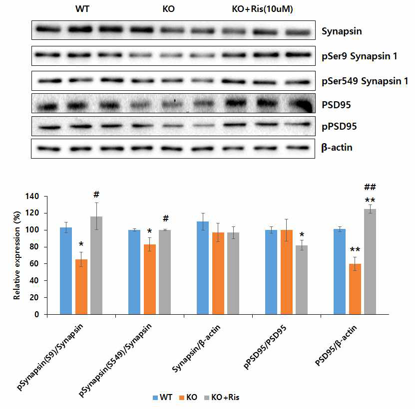 CLC-4 KO mouse 일차배양 신경세포(배양 후 21일)에서 항정신병약물인 리스페리돈을 처리했을 때 후보 유전자의 발현변화를 면역불롯으로 관찰한 결과 Synapsin의 발현양은 변화가 없었으나 Ser9과 Ser549의 인산화는 CLC4 KO에서 저해되었으나 약물에 의해 회복되는 것을 관찰하였음. 또한 CLC4 KO 마우스의 신경세포에서 PSD95의 발현이 저해되었으나 약물에 의해 회복되는 것을 관찰하였고 인산화는 발현이 증가된 양에 비해 더 증가되지는 않았음