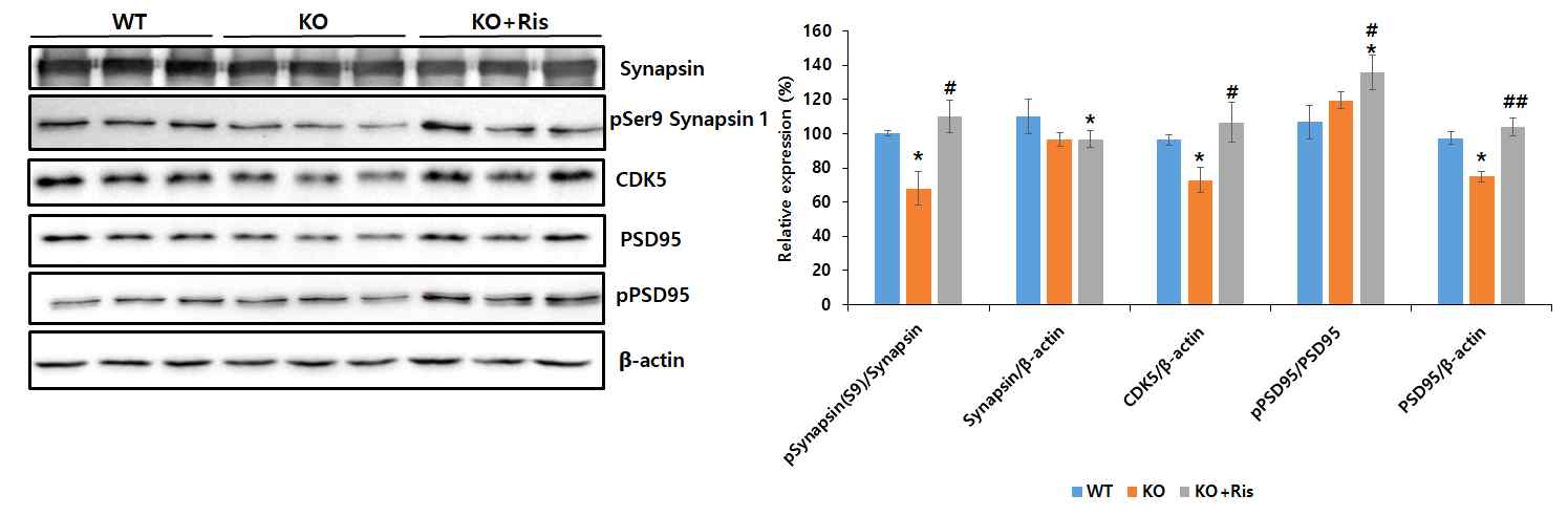 CLC-4 KO mouse 마우스에서 항정신병약물인 리스페리돈을 처리했을 때 후보 유전자의 발현변화를 대뇌피질의 조직으로 면역불롯으로 관찰한 결과 Synapsin의 발현양은 변화가 없었으나 Ser9의 인산화는 CLC4 KO에서 저해되었으나 약물에 의해 회복되는 것을 관찰하였음. 또한 CLC4 KO 마우스에서 PSD95의 발현이 저해되었으나 약물에 의해 회복되는 것을 관찰하였고 인산화는 발현이 증가된 양에 비해 더 증가되었음. CDK5의 발현도 리스페리돈 약물에 의해 증가하는 것을 관찰하였음