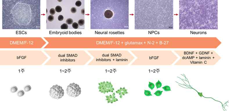 인간 배아 줄기세포(ESCs)에서 신경모세포(NPCs)와 신경세포(Neurons)를 확립하는 과정 및 세포의 형태