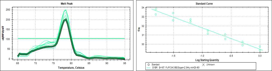 SYBR green을 이용한 real time PCR 결과. (좌) 올리고머들이 단 한 개의 타겟 유전자를 특이적으로 증폭함을 확인함. (우) 올리고머들이 RNA 발현량 변화에 비례하여 타겟 유전자를 증폭함을 통해 올리고머들이 타겟에 대한 높은 감도를 가짐을 확인함