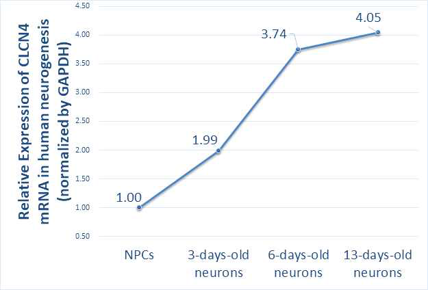 신경발달 과정에서 CLCN4 유전자의 발현이 증가함을 확인함