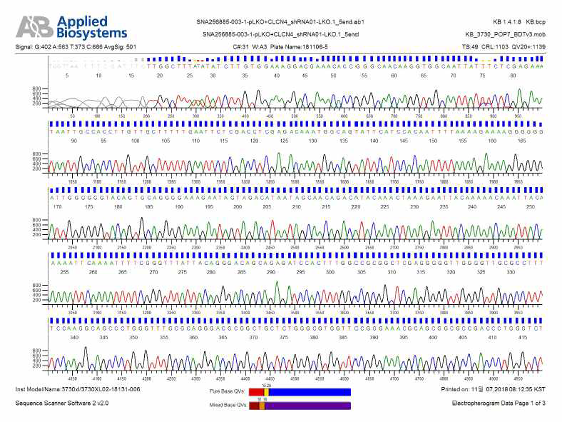 제작 완료된 CLC-4 shRNA의 염기 서열 분석 결과-II