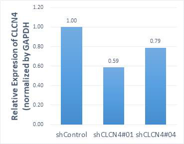 CLC-4 shRNA를 세포에서 발현시키는 경우, 세포 내 존재하는 CLC-4 mRNA의 양이 감소함을 확인함으로써 본 연구 과제 팀에서 제작한 shRNA가 작동함을 검증