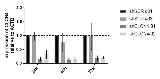 신경 모세포에서 shCLCN4를 발현시킨 후 24, 48, 72 시간 후 CLCN4 mRNA의 발현량이 감소함을 확인 함. SCR = scrambled