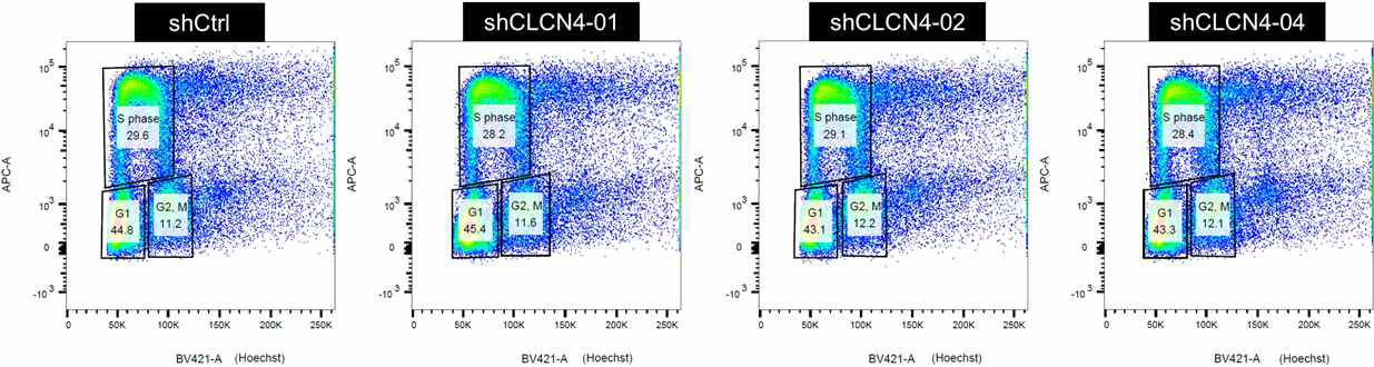 유세포 분석을 통해 신경모세포에서 CLCN4의 넉다운이 세포 분열 주기에 차이를 주지 않음이 확인됨