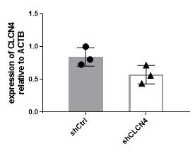 CLCN4가 넉다운 된 신경 모세포를 확대 배양 후 신경세포로 분화시켰을 때, 분화된 신경세포에서 CLCN4 발현이 감소함을 확인함