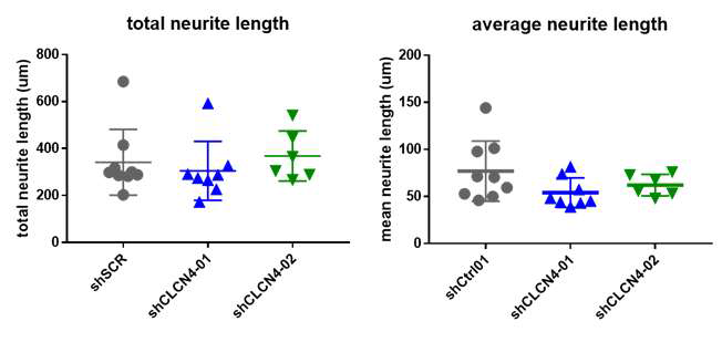 CLCN4 넉다운 신경세포의 신경돌기 길이 측정 결과. (좌) 넉다운 신경세포와 대조군에서 한 신경세포 내의 총 신경돌기 길이(total neurite length)에는 큰 차이가 없었음. (우) 그러나 총 신경돌기 길이를 신경 돌기 개수로 나눈 값인 평균 신경돌기 길이(average neurite length)가 CLCN4 넉다운 신경세포에서 감소되어있음을 확인함. 이는 CLCN4 넉다운 신경세포에서 짧은 길이의 신경돌기가 더 많이 생성됨을 의미함