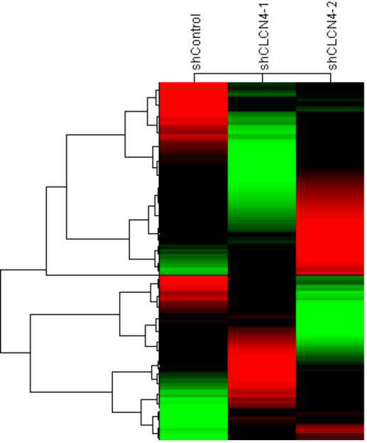 CLCN4에 대한 shRNA를 처리하여 CLCN4 넉다운 신경세포를 제작한 후 대조군과 전사체 발현을 비교 분석하였음. 전사체 clustering 분석 결과를 heatmap으로 나타낸 그림