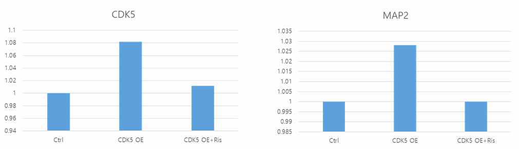 CDK5 과발현 신경세포에서 확인한 신경 발달 과정에 관여하는 유전자의 발현 양상 변화