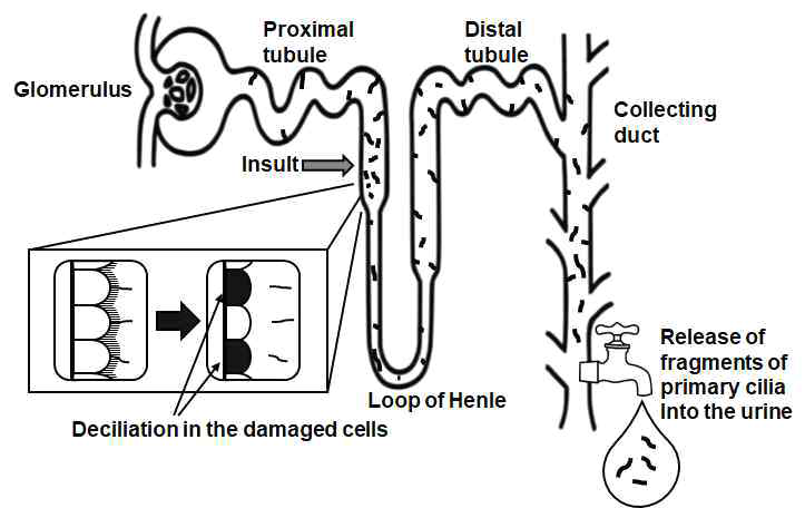 탈락된 일차섬모는 방광을 통해 소변으로 배출됨. 신장세포에서 탈락된 일차섬모는 방광을 통해 소변으로 직접 배출됨