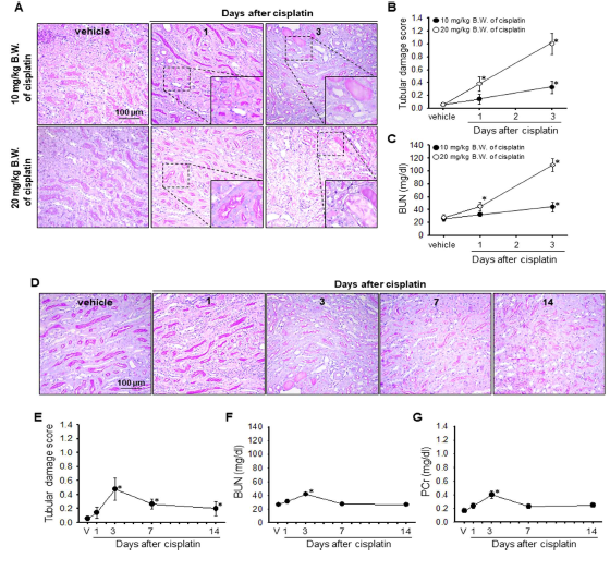 생쥐에 10 과 20 mg/kgBW의 cisplatin을 투여 후 표시된 시간에 신장을 취하여 신장의 조직학적 및 기능적 손상을 PAS 염색과 혈중 크레아티닌과 혈액 요소질소 농도를 측정하여 확인함