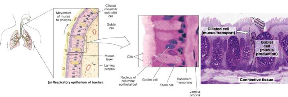 기관 내부의 기도 점막의 구조 및 구성 세포들