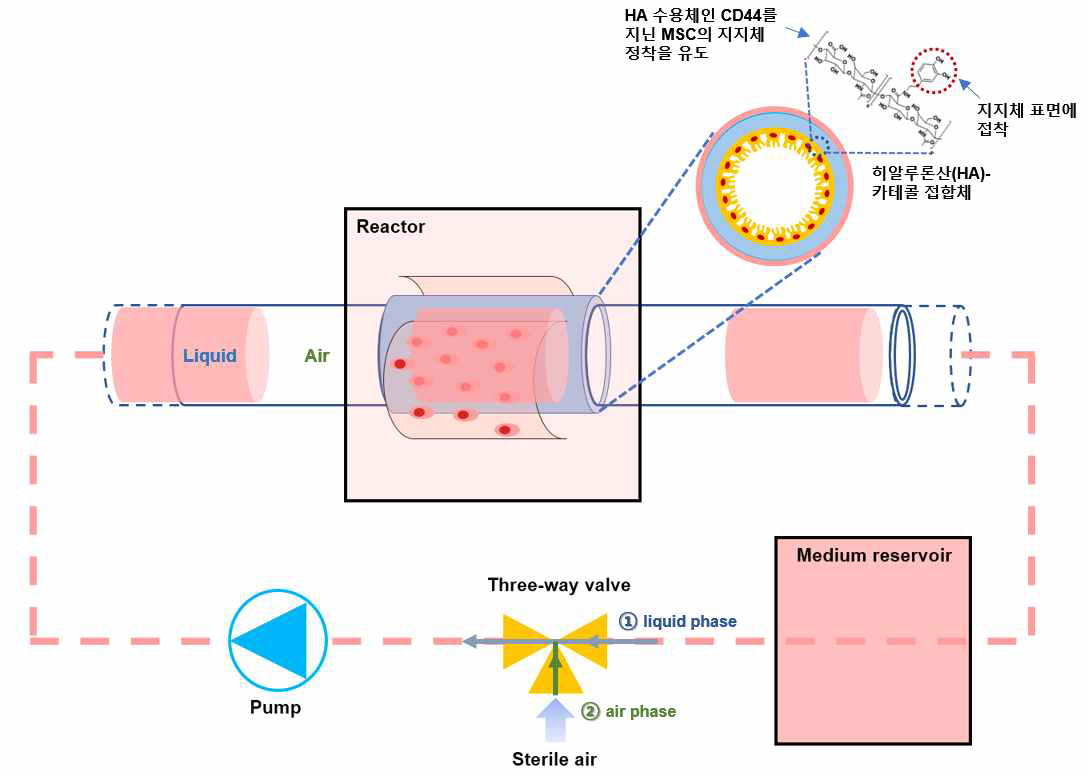 점막 모사형 삼차원 지지체 구현을 위한 표면 코팅 기술 및 air-liquid interface 구현 바이오리액터