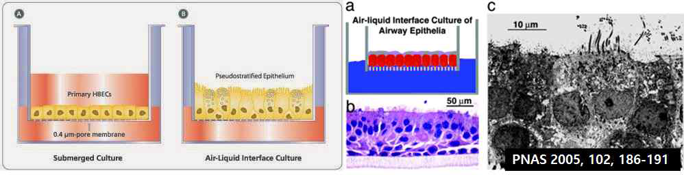 Air-liquid interface에서 cilia를 형성하는 기도 점막 세포(HBECs: human bronchial epithelial cells)