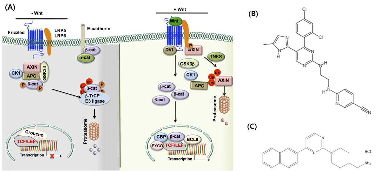 (A) Wnt/β-catenin signalling pathway와 (B) CHIR 99021 화학구조 및 (C) Dickkopf-1 (DKK-1) inhibitor의 화학구조