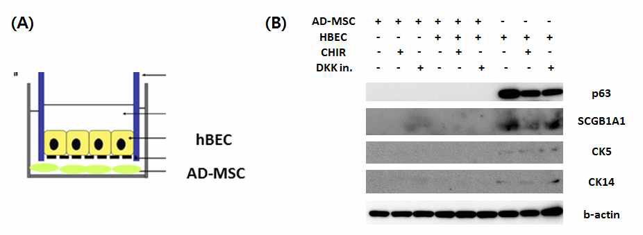 (A) Human bronchial epithelial cells(hBEC)과 adipose-derived stem cells(AD-MSC) 공배양을 통한, (B) AD-MSC의 분화 평가