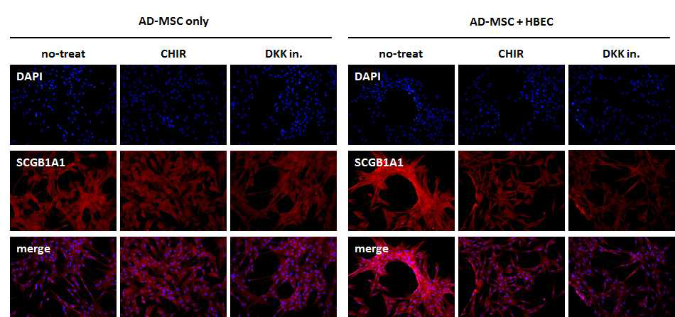 Wnt/b-catenin activator인 CHIR와 DKK inhibitor (DKK in.)의 AD-MSC의 airway epithelial cell로의 분화 촉진 평가