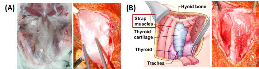 New Zealand White rabbit의 (A) Platysma와 (B) strap muscle의 모습