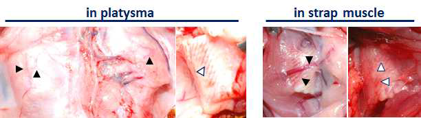 Matrigel-coated PCL scaffold의 1st 이식 4주 후, 지지체에 형성된 신생혈관의 모습. 검은 화살표 머리: 각 조직의 혈관, 흰 화살표 머리: 지지체에 형성된 신생혈관