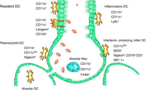 기도 내막에 위치한 dendritic cells의 분포