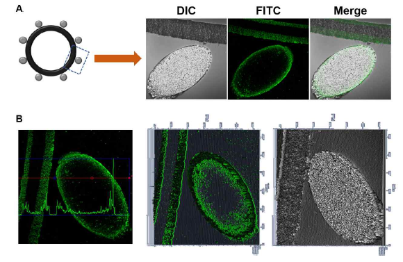 (A) FITC-히알루론산-카테콜이 코팅된 지지체를 자른 crytome 절편의 공초점형광현미경 이미지 및 (B) 표면 형광 instensity 분석