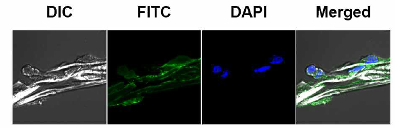 FITC-히알루론산-카테콜이 코팅된 지지체상의 세포 부착 공초점형광현미경 이미지. green = FITC(FITC-HA-CA); blue = DAPI(cell nucleus)