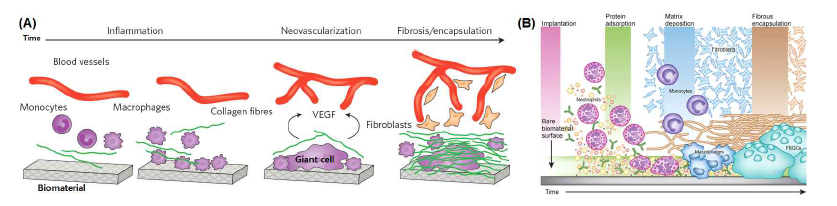 생체재료 이식 후 시간 경과에 따른 (A) 혈관 형성 및 (B) foreign body reaction 모식도. (Nature Biomedical Engineering 2017, 1, 0016)