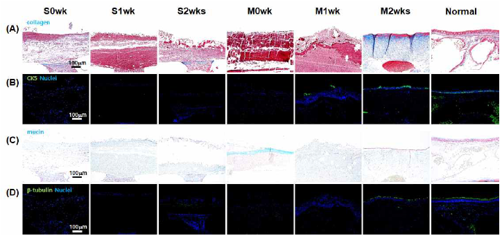 기도 점막 재생 효능 평가를 위한 조직병리학적 평가. (A) Masson’s trichrome 염색 이미지 (blue: collagen, dark red: nuclei), (B) Cytokerain5 (CK5) 면역염색 이미지 (green: CK5, blue: nuclei), (C) Alcian blue 염색 이미지 (blue: mucin, red: nuclei), (D) Cilia의 β-tubulin 면역염색 이미지 (green: β-tubulin, blue: nuclei)