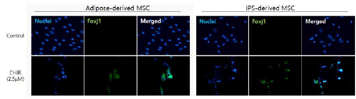 1차년도에 확립한 줄기세포의 기도 점막 세포로의 분화 유도 배양액을 이용한 adipose-derived MSC와 iPS-derived MSC의 기도 점막 세포로의 분화 평가