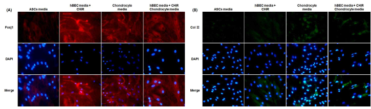 hBEC media+CHIR 배양액, Chondrocyte 배양액 및 이 두 배양액의 1:1 혼합 배양액에서의 3일 동안 배양한 지방유래줄기세포(ASCs)의 기도점막세포로의 분화 및 연골세포로의 분화 평가