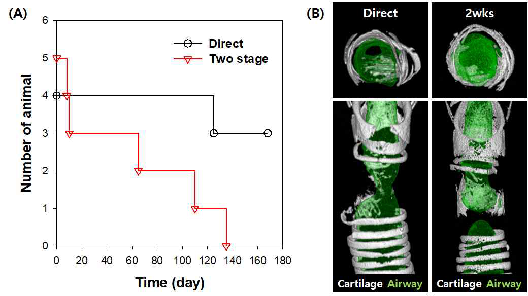 (A) Two stage 이식 기법을 통해 줄기세포 도포 기관 지지체를 이식한 후 6개월 동안의 동물의 생존율 및 (B) 생존일이 가장 길었던 동물의 기관 reconstructed microCT 이미지