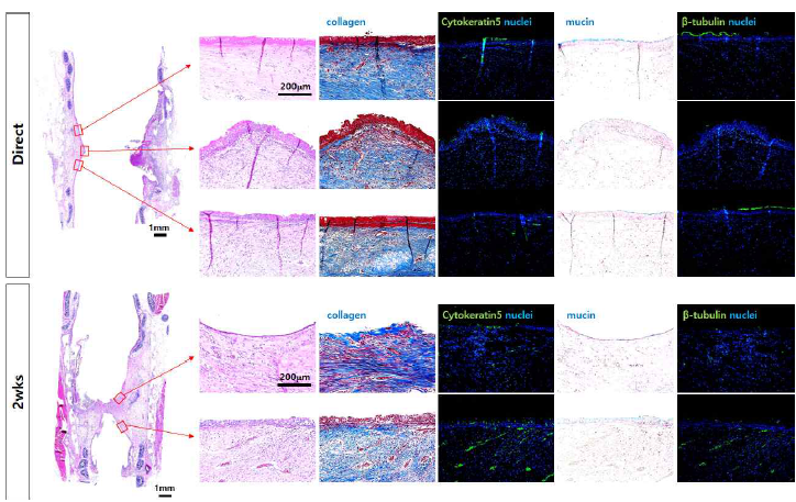 기도 점막 재생 효능 평가를 위한 조직병리학적 평가. H&E 염색, Masson’s trichrome 염색 이미지 (blue: collagen, dark red: nuclei), Cytokerain5 (CK5) 면역염색 이미지 (green: CK5, blue: nuclei), Alcian blue 염색 이미지 (blue: mucin, red: nuclei), Cilia의 β-tubulin 면역염색 이미지 (green: β-tubulin, blue: nuclei)