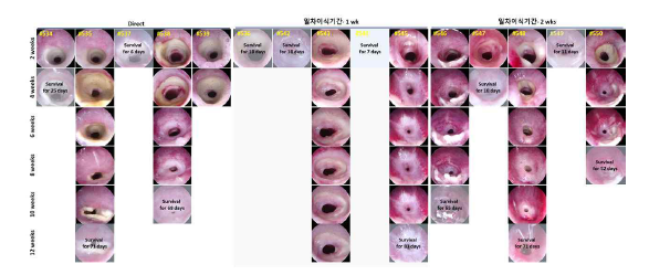 Two stage 이식 기법을 통해 HA 코팅 기관 지지체를 이식한 후 12 주 동안 기도 내경 및 기도 점막 재생 평가