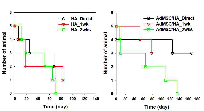 Two stage 이식 기법을 통해 (좌) HA 혹은 (우) 줄기세포 (AdMSC) 도포 기관 지지체를 이식한 후 동물의 생존율. AdMSC/HA_Direct 와 AdMSC/HA_2wks의 경우 6개월 동안 진행된 실험이 종료되었으며, 추가적으로 진행된 나머지 실험군은 현재 진행 중 임