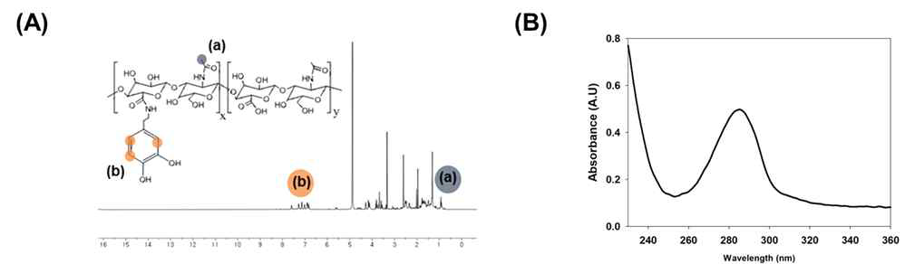 Dopa-HA의 (A) H1-NMR과 (B) UV/VIS 스펙트럼