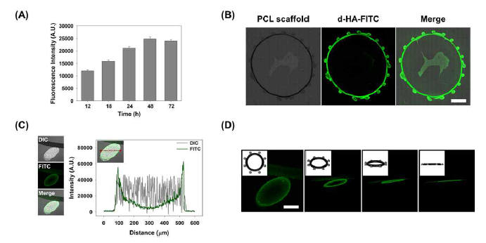 (A) 시간에 따른 지지체 표면의 히알루론산이 접합된 형광의 강도 측정 변화와 공초점 현미경을 사용한 (B, C) 2D 형광 이미지(Bar=2mm)와 강도 분석 및 (D) 3D 형광 이미지 (Bar=500㎛를 통한 코팅 효과