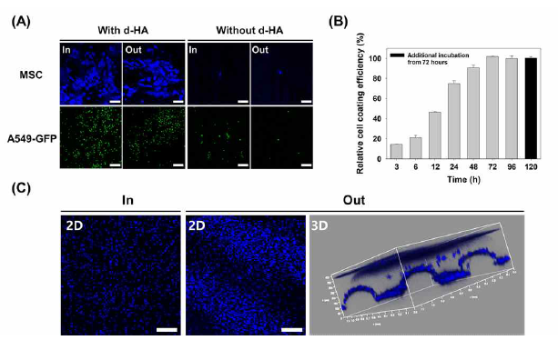 (A) 히알루론산 코팅 유무에 따른 지지체 표면의 MSC(Bar=100㎛)와 A549-GFP(Bar=200 ㎛) 이식 효과, (B) 히알루론산이 코팅된 지지체 표면에 시간에 따른 MSC의 이식능 및 생존능 평가, (C) 2D 및 3D 형광 이미지를 통한 지지체 표면의 MSC 이식 효과(Bar=200㎛)