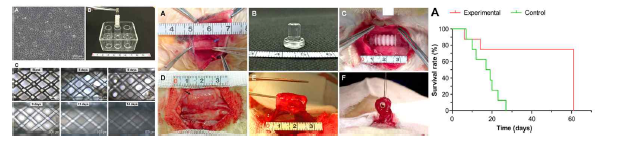 Chondrocytes 도포 및 in vitro 배양한 3D 프린팅 도관형 지지체를 이용한 기관 결손 재건 평가. [Acta Biomaterialia 2019, 97, 177-186]