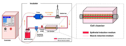 식도 이식용 도관형 지지체를 위한 mechanical stimuli 바이오리액터. [J Tissue Eng Regen Med 2019, 13, 1394-1405]