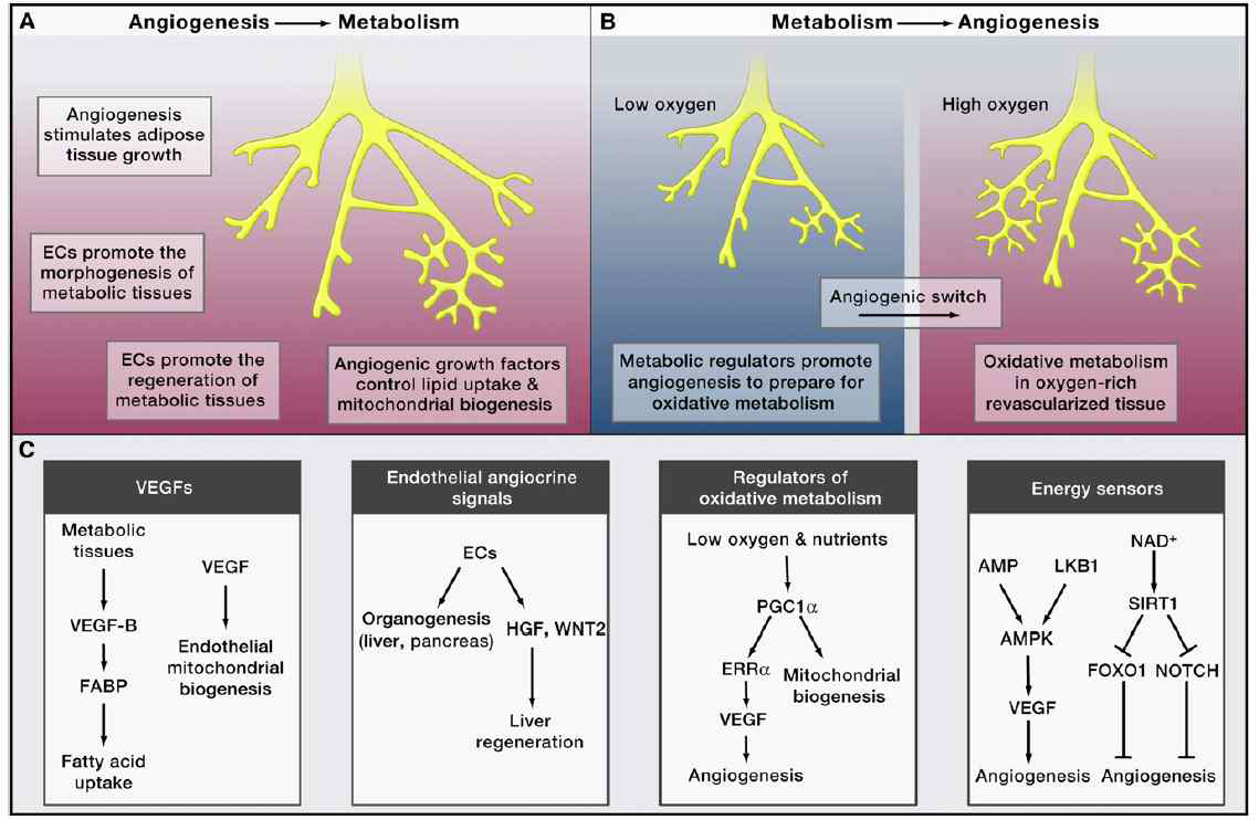 혈관신생의 대사 기전