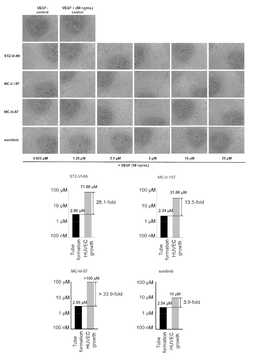 ST2-IV-66, MC-II-157, MC-III-57, sunitinib에 대한 tube formation 과 세포 독성 평가 결과