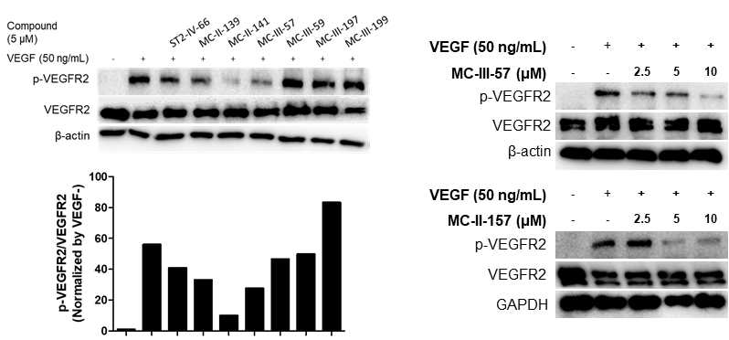 후보 물질들과 MC-II-157, MC-III-157의 p-VEGFR2 저해능 확인