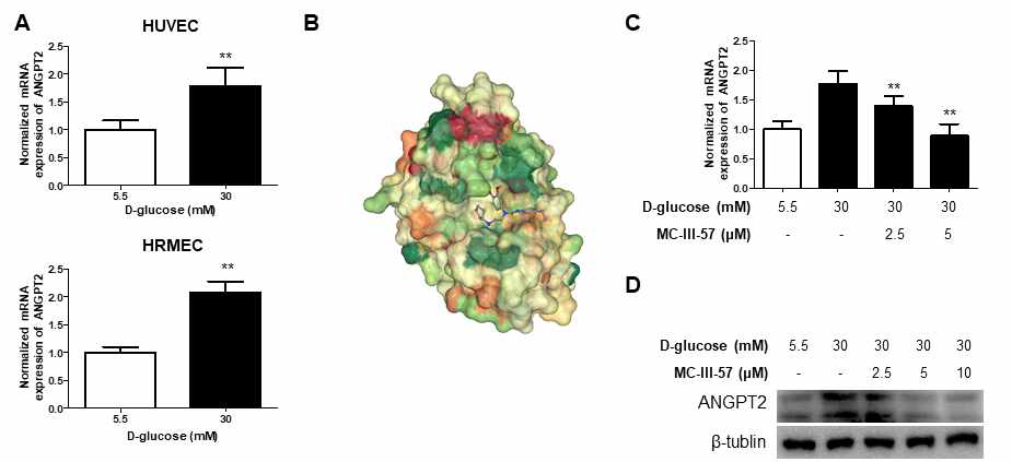 MC-III-57가 고혈당으로 유도된 ANGPT2 저해능 평가