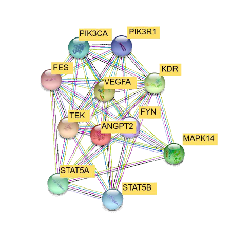 STRING 분석을 통한 ANGPT2의 단백질-단백질 상호작용 네트워크 모식도