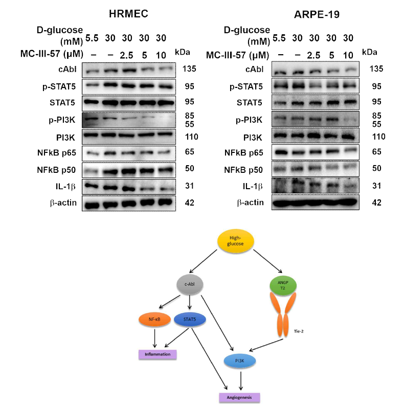 고혈당 유도 HRMEC 세포에서의 MC-III-57의 단백질 발현 변화량 확인 및 분자적 기전 도식도