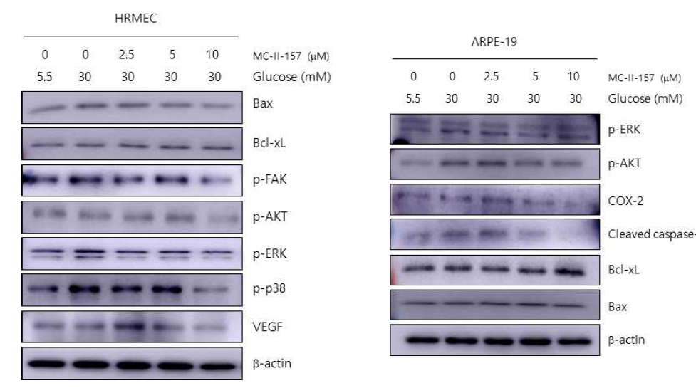 High glucose 유도조건에서의 혈관신생 및 세포 사멸 억제 기전 확인(1)