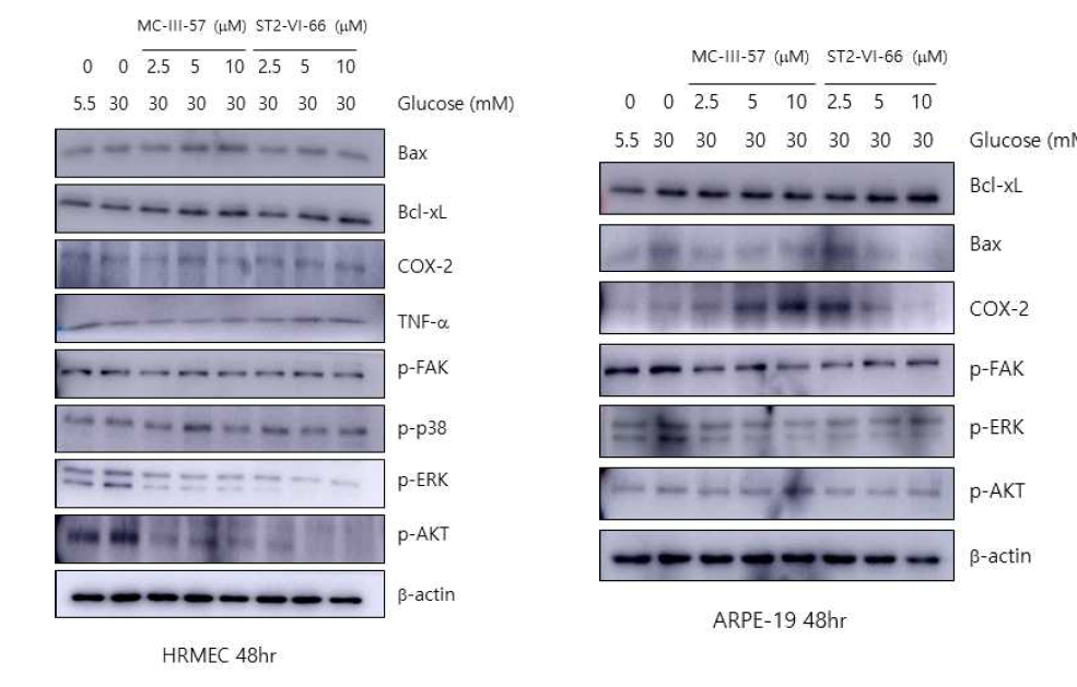 High glucose 유도조건에서의 혈관신생 및 세포 사멸 억제 기전 확인 (2)