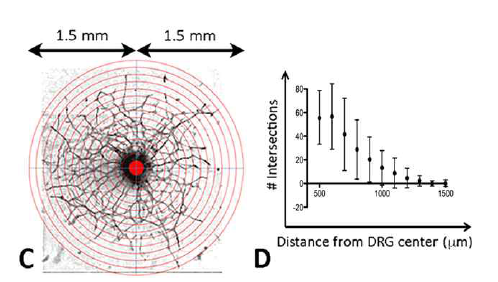 Concentric circle intersection count method를 이용한 Neurite analysis Scientific Reports volume 7, Article number: 45396 (2017)